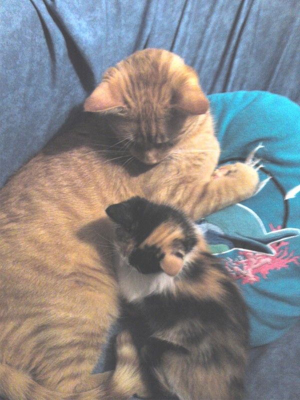 Pouf et Mittens
